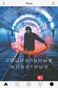Постер к фильму Социальные животные смотреть онлайн на киного