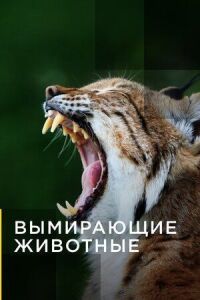 Постер к фильму Вымирающие животные смотреть онлайн на киного