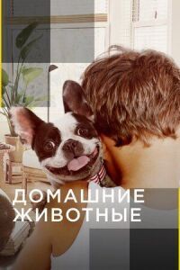 Постер к фильму Домашние животные смотреть онлайн на киного