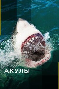 Постер к фильму Акулы смотреть онлайн на киного