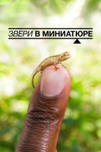Постер к фильму Звери в миниатюре смотреть онлайн на киного