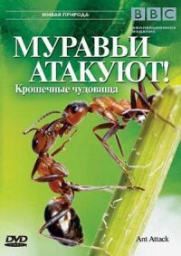 Постер к фильму BBC: Муравьи атакуют смотреть онлайн на киного