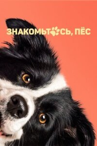 Постер к фильму Знакомьтесь, пёс смотреть онлайн на киного