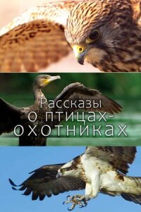 Постер к фильму Рассказы о птицах-охотниках смотреть онлайн на киного