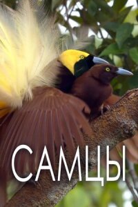Постер к фильму Самцы смотреть онлайн на киного
