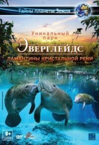 Постер к фильму Эверглейдс 3D: Ламантины Кристальной реки смотреть онлайн на киного